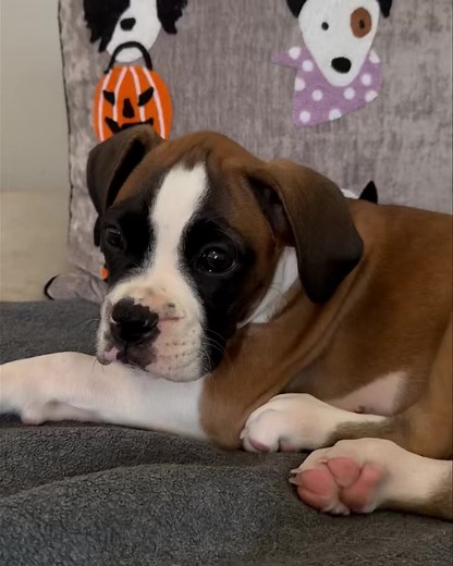 When you rescue a Boxer puppy, you're not just adopting a pet—you’re...