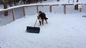 35K views · 1.7K reactions | What this good boi lacks in technique he more than makes up for with enthusiasm ❄ Video: Nola Collins, Kincardine, Ontario #ShareYourWeather | The Weather Network | Facebook