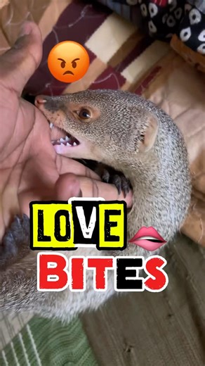 Love bites 🫦😂 #funnyvideo #comedy #pets