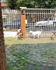 Quarentena dia 3333333333333:::::::::: Petita tá bem Caco tá bem. 🙏🏼Obrigado pela preocupação🙏🏼. | Pit's Ales