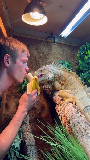 Wait until the end 😂 was trying to make him angry 🙈 #pets #reptiles #funnypets #petsoftiktok