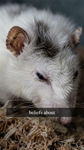 Did starving rats really live twice as long? #Longevity #History