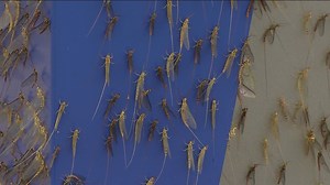 'They're going to be here, so you deal with it' | Mayfly season in full effect in Point Place