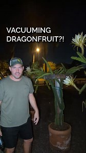 70K views · 1.4K reactions | Sometimes you need to get creative in the garden. Two different dragonfruit varieties opened on the same night, but there was a problem... One wasn't self fertile! This means if we let it flower without manually ~ | Garden Time Tip | Facebook
