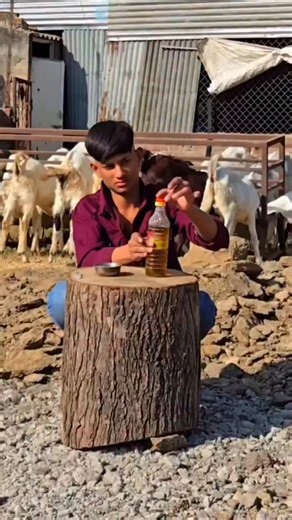 Sheep goat sale bangalore on Instagram: "Mustard Oil Remedy for Sheep & Goats 🐑🐐 | Gas & Digestion Support | Vet First Priority | Sheep Goat Sale Bangalore 📝 YouTube Description (Educational & Safe): In this video, we share how mustard oil is commonly used by farmers as a basic supportive remedy for gas, digestion problems, and mild stomach discomfort in sheep and goats. 🧪 How farmers usually give (support care only): A small amount of mustard oil mixed with warm water may help improve diges