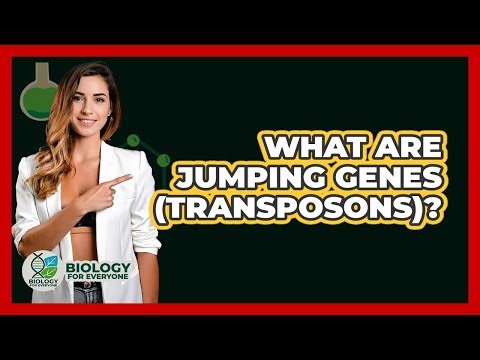 What Are Jumping Genes (transposons)? - Biology For Everyone