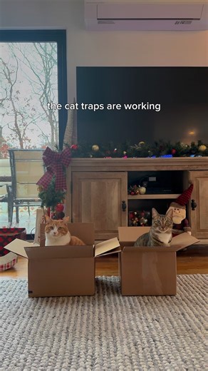 i didn’t know what audio to use and the clock app recommended this song and it really worked out with the head turns #catsofinstagram #cutecat #cat #catlover #catmom | The Loki Show