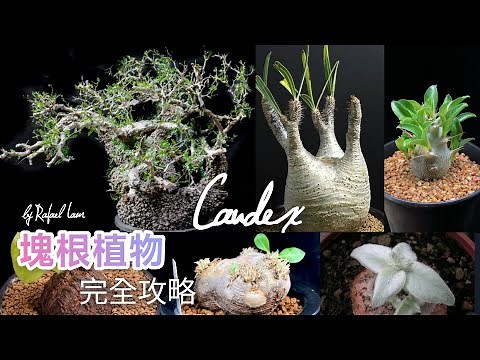 塊根植物 Caudex 完全攻略