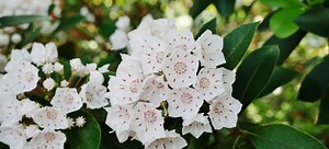 Mountain Laurel Planting Mistakes to Avoid | DoItYourself.com