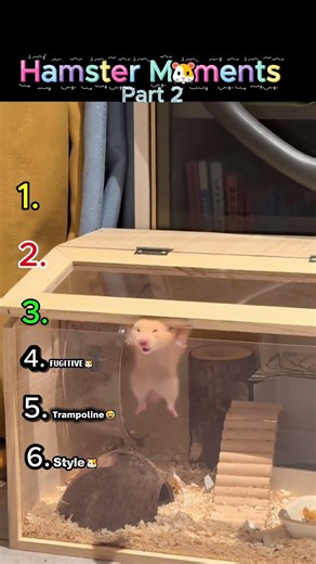 Hamster Moments 🐹 – Part 2. #funny