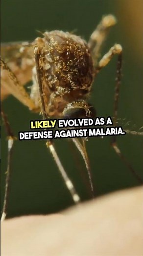 Unlocking Blood Types: Evolution Explained!