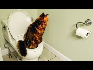 Funny Toilet - Cat Poop Training Program