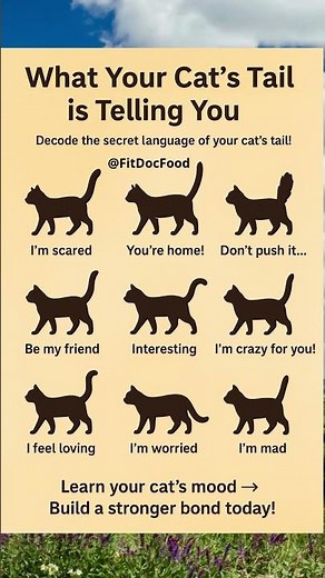 What Your Cat’s Tail Is Really Saying 🐾 | Decode Your Cat’s Body Language
