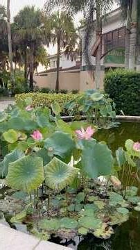 ASMR Tapping on Lotus Flowers 🪷