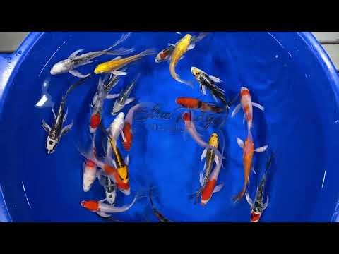 4-5" Premium Grade Butterfly Koi from Blue Ridge Koi