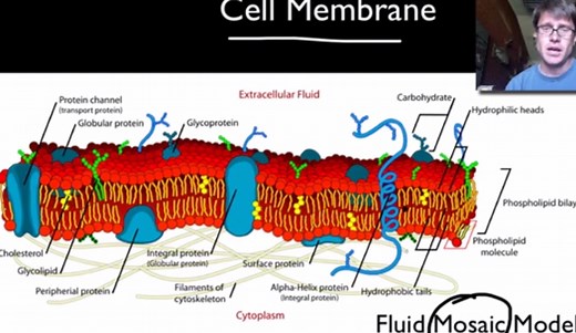 4 Interesting Facts About the Cell Membrane - HRF