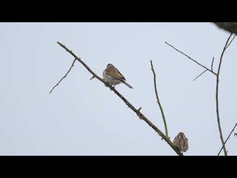 Zwei Rohrammern Rohrammer two reed buntings #reedbunting #birds
