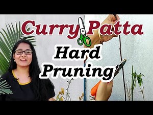 लम्बे करी पत्ता को कैसे घना बनाए / Giveaway contest results / #curryplant #hardpruning