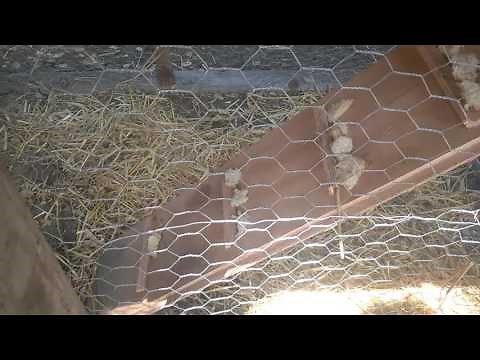 How to train your chickens to go up their ramp