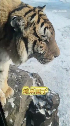 Siberian Tiger's Health Crisis: Overeating Leads to Stomach Prolapse