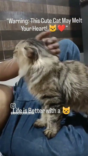 🥰 "Cute Cat, Happy Heart"🐈 "Every Day is a Cat Day"🌈 "Little Kitty, Big Dreams"🎀 "J