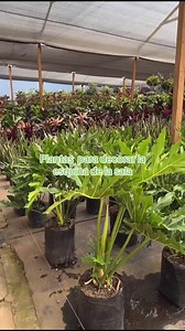 Plantas para decorar una esquina de la sala | Vivero Daviplantas