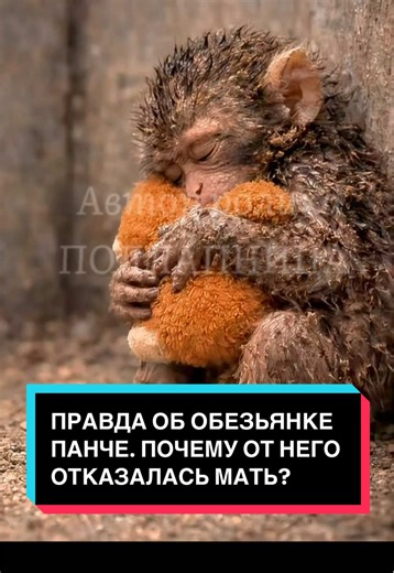 🌈 У меня вы можете заказать: 🎥 Памятный ролик — если вашего питомца больше нет. Трогательный, кинематографичный, со смыслом. ✍️ Сценарий и озвучку для блога — чтобы видео цепляли и набирали просмотры. 🐾 Тематические видео — дни рождения питомца, просто на память или как красивая история о нём. 🔍 Разбор блога — я посмотрю ваш профиль и подскажу, что улучшить, чтобы росли охваты, подписчики и заказы 🚀 #историяпанчи #обезьянка #жизньвзоопарке #эмоциональнаяистория #подлапница