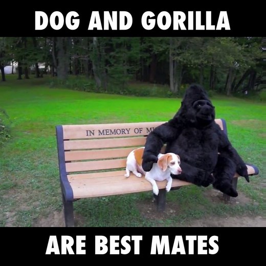 1.6M views · 1.7K shares | This dog loves gorillas so he got a stuffed one and they're now best mates... | LADbible | Facebook