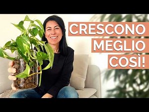 Grow Without Soil: 20 Plants Perfect for Hydroponics (Even if You're a Beginner!)