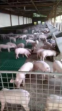 PIG MANURE SCRAPER SYSTEM