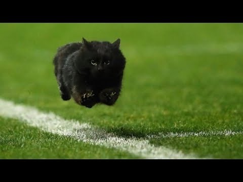 UNEXPECTED Wild Animals Interrupting Sports II COMPILATION