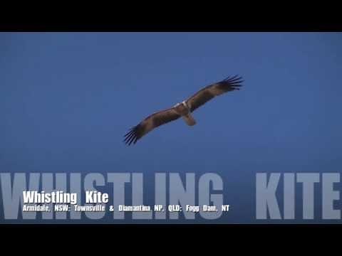 Whistling Kite
