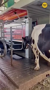 Cows are milked with this advanced machine in Japan #trend #research #viralreel #explorepage #knowledge #explore #education | Amazing Facts
