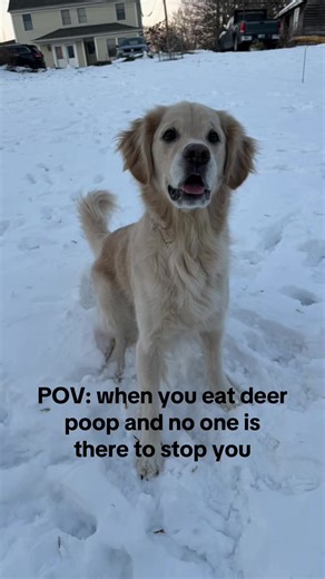 Golden Retriever Puppy Eating Deer Poop: A Hilarious POV