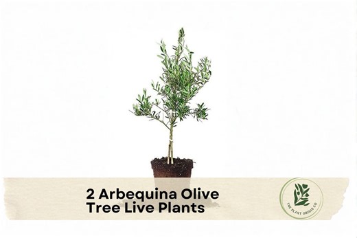 2 Arbequina Olive Tree Live Plants - Etsy
