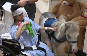 Small but mighty miniature horses offer therapy and hope