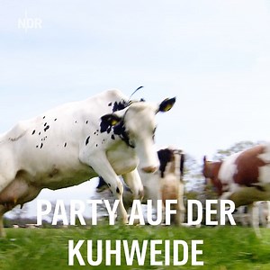 Rennen, springen, fressen: Glückliche Kühe zurück auf der Weide🐮 | NDR Niedersachsen