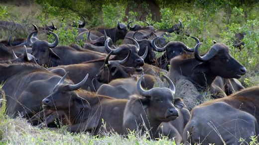 Wildlife Icons - Savanna Life