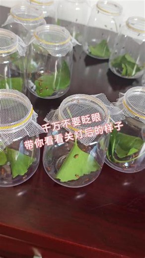 把萤火虫摆成爱心的样子，闪闪发光的真漂亮 #萤火虫 #萤火虫放飞 #童年回忆 #研学