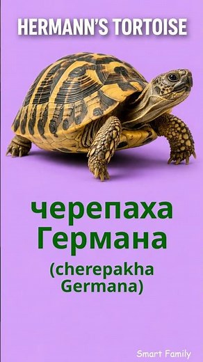 8 Fascinating Tortoises 🐢