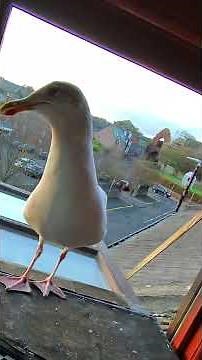 My Pet Seagull Is The Salmon Catch Champ!