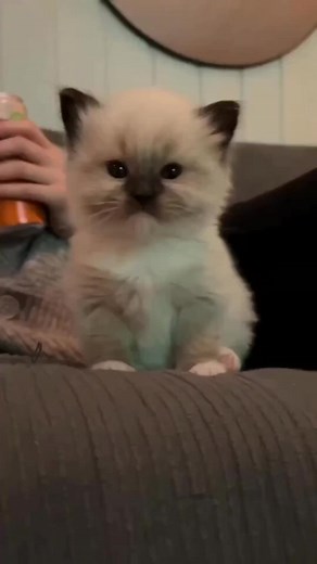 Cute kitten 🥰😍 | Cat Lovers