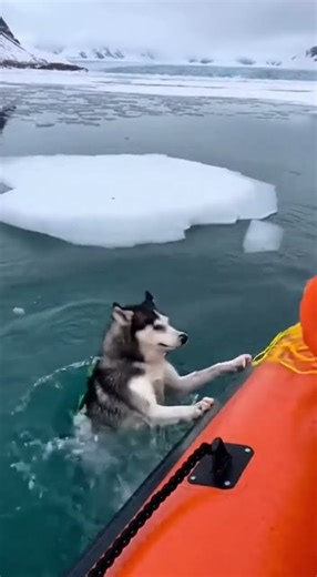 This Rescue Proves Why Huskies Are Fighters #dog #survival
