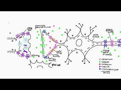 IPSP + EPSP, Spatial and Temporal Summation
