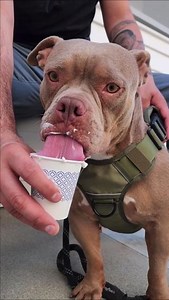 1K views · 69 reactions | At our free pet clinics, we encourage all pups to lick to the beat! #yummy #lick #petsarefamily | Project Street Vet | Facebook