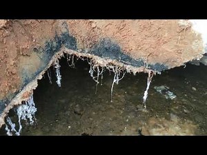 Larvae and bacteria working in a septic tank! Looking inside a full septic tank!