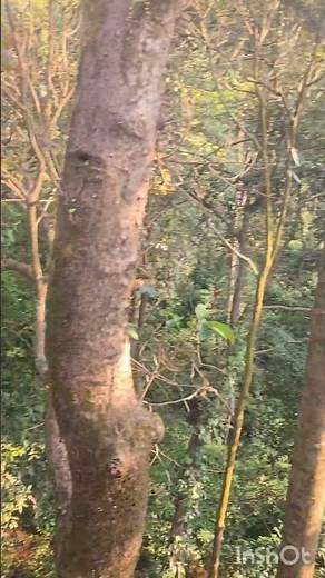 Coorg Resort#nature#tourism