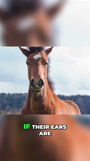 Earn a Horse’s Trust #shorts