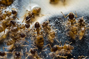 Learn How to Get Rid of the Tiny Grease Ants in Your Home