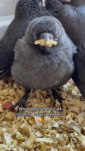 Mesmerizing Jackdaw Sound - Listen All Day!